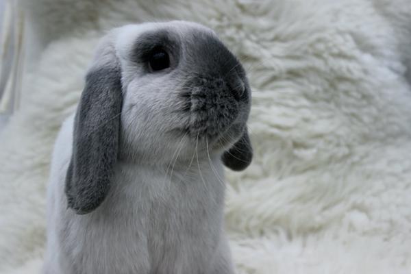 Hvordan fotografere i (kanin)