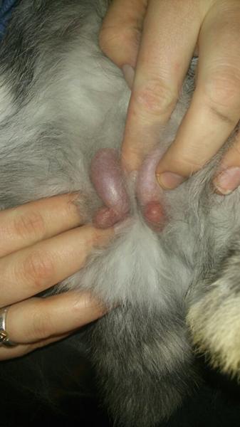 Min Kanins pung (SERIØST)