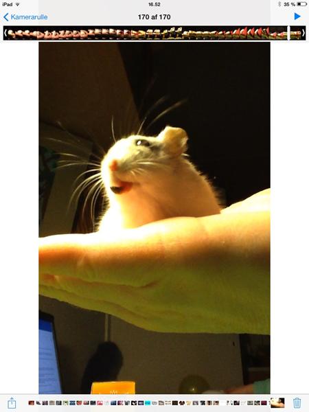 Dværghamsters "vorte på læben"