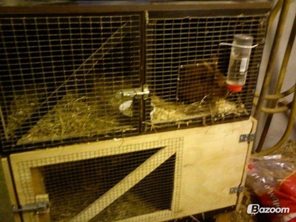 Hvor tit skal man måge ud ved en kanin