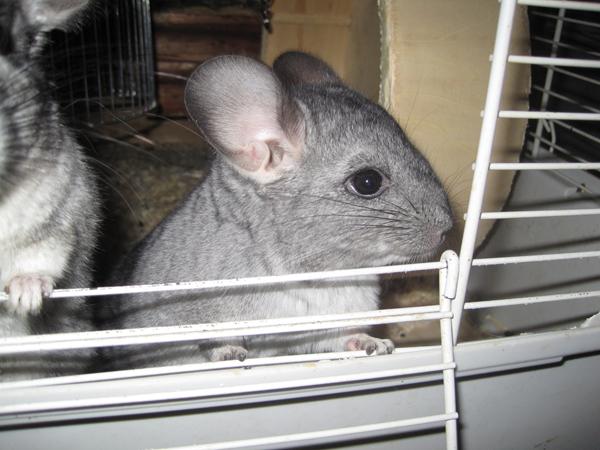 Ny Makker *Chinchilla*