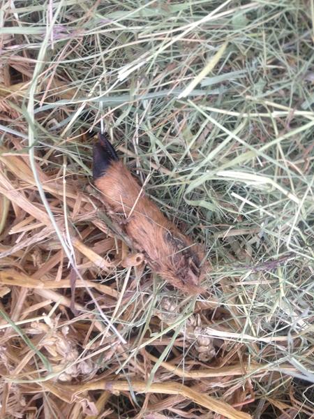 Ew.. Fundet "pote" i høet :( 