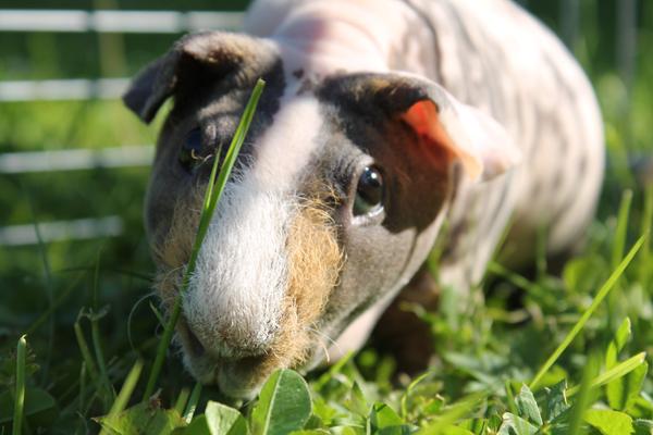 Selv små ting kan være alvorlige!