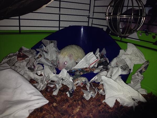 Genanvendelse af Reptil-Bark - hvordan?