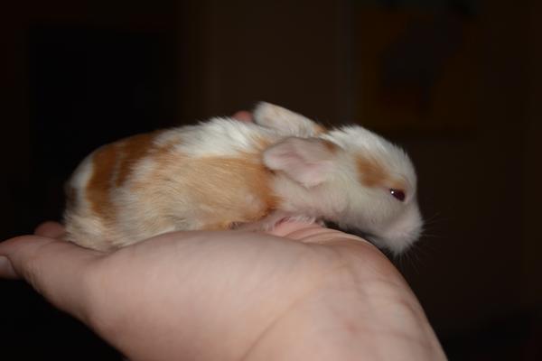 Farve hjælp til kanin