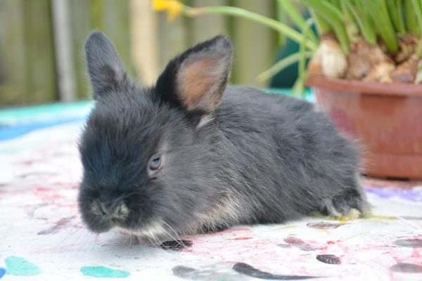 Farve hjælp til kanin