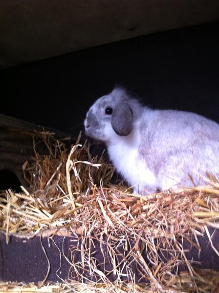 Kanin - farve? HJÆLP