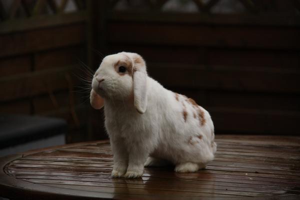 Kanin - Forårshop i Skanderborg (Officielt)