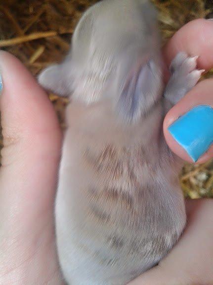 Min kaninunge har mærker?