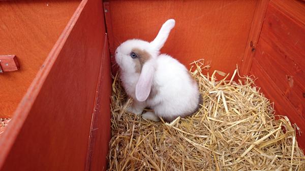 Navn til kanin - nogen idéer? :)