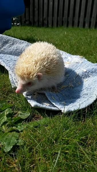 Bundlag til pindsvin?