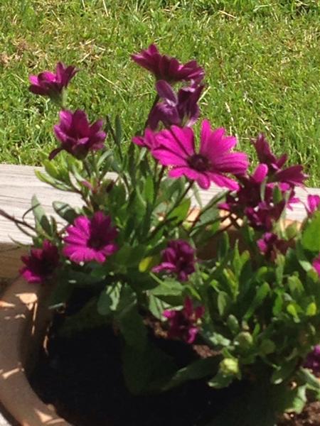 Er spansk marguerit giftig?