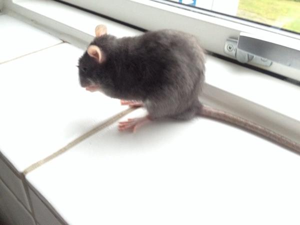 Rotte vil ikke spise udenfor buret