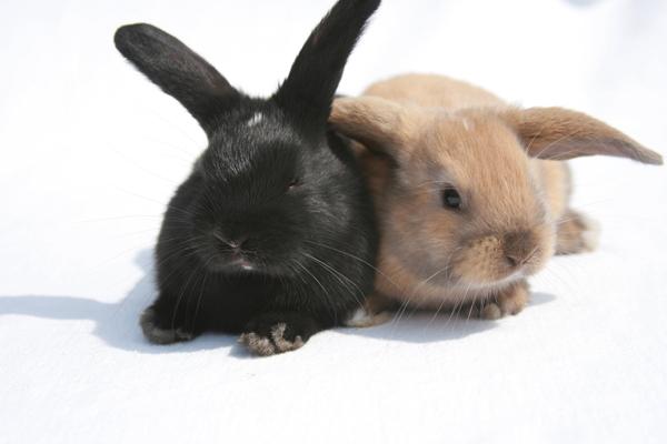 Hvilken farve har den brune kanin? 
