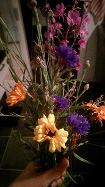 Sommerfoder (marsvin) 