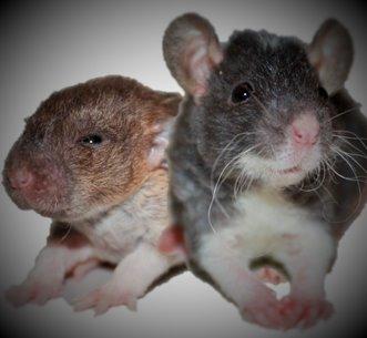 hej alle d´dem der har rotter
