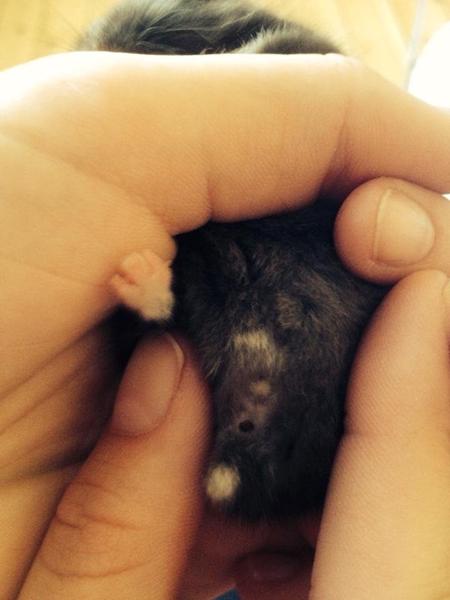 Kønsbestemmelse dværghamster