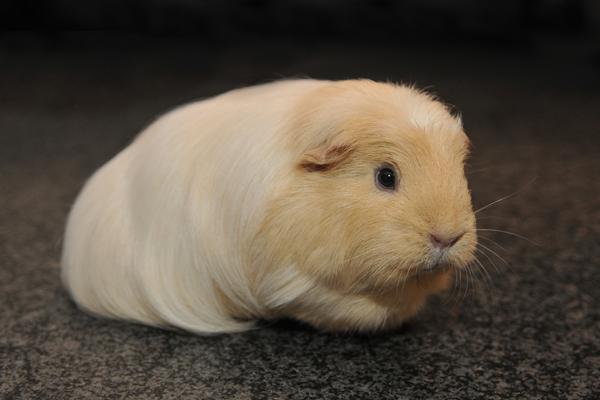 Hvilket billede er bedst?