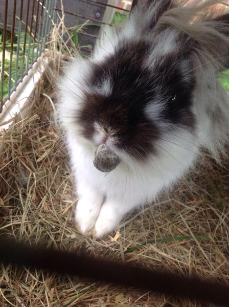 Kanin klump ved munden