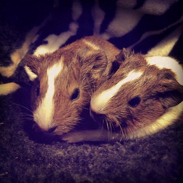 Marsvin med 3 unger - Live webcam!