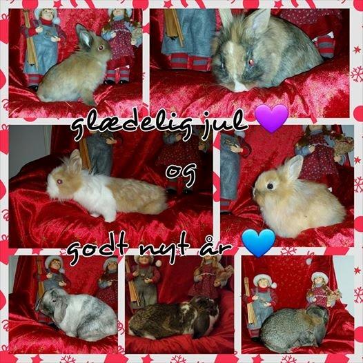 Glædelig jul og godt nyt år :D