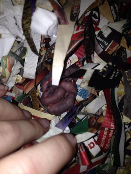 ENDELIG! Museunger født