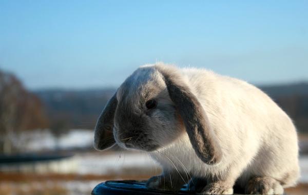 kanin forsvundet fra bur!
