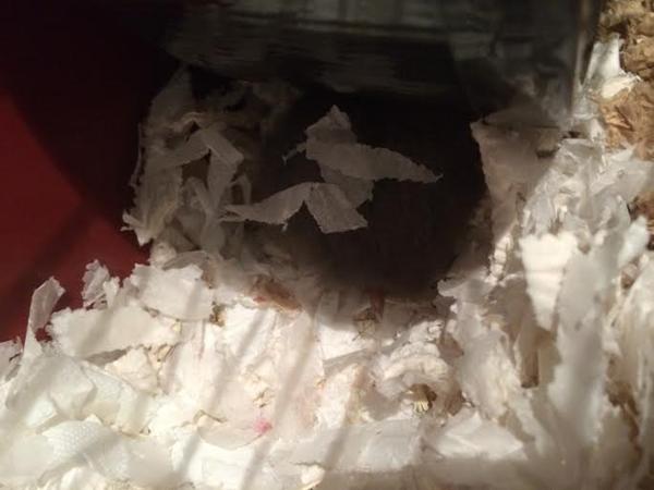 Kæle med hamster om dagen?