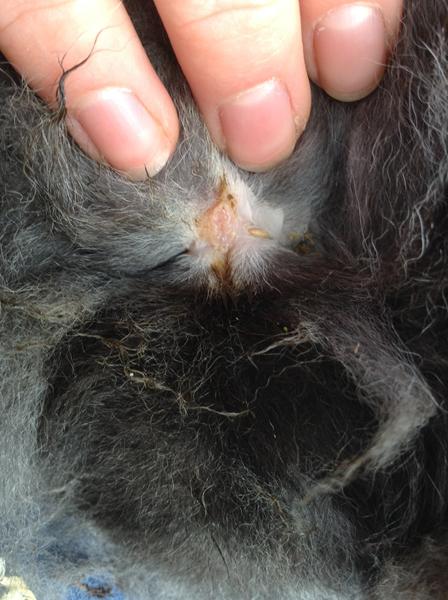 Betændelse i understellet ? (Kanin)