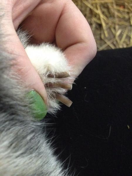 Klipning af lange negle