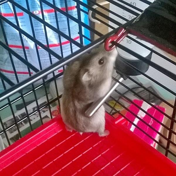 Dværghamster spørgsmål :-)