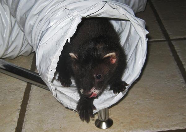 Baby billeder af de skønne kæledyr<3