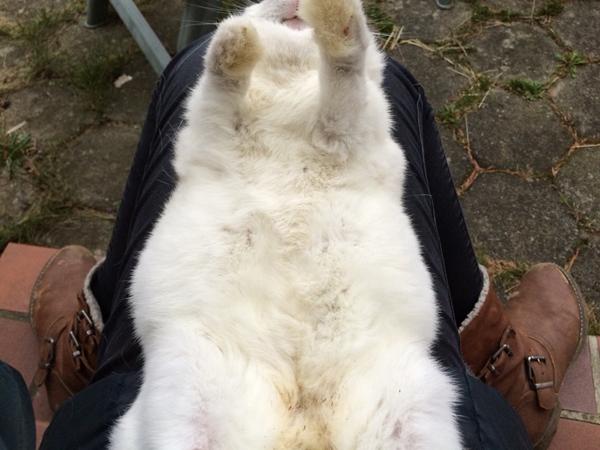 Drægtighedsperioden