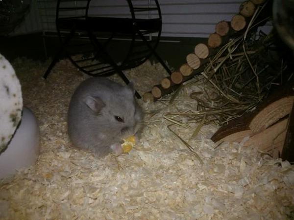hamster spiser sit - af Laura M