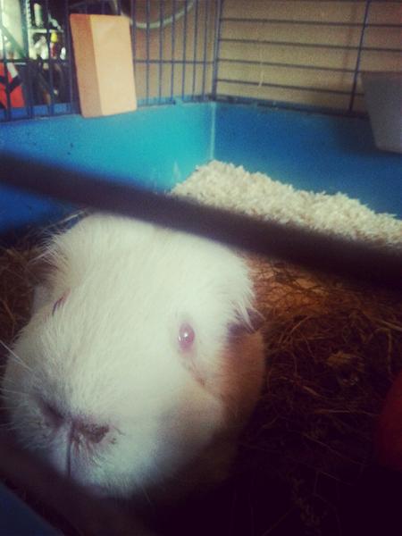 Mad til Marsvin?? HJÆLP 