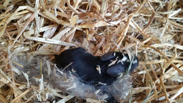 hvor gamle vil i tro de er? *kanin*