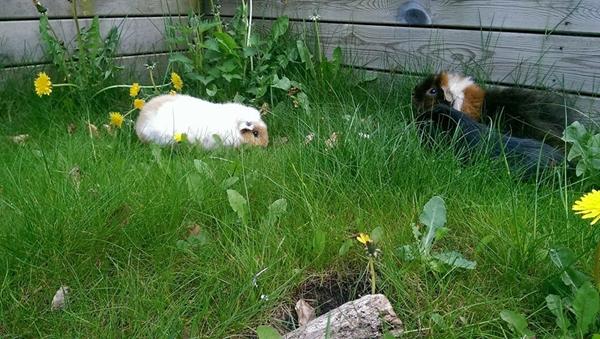 spåner (marsvin) + fluespørgsmål