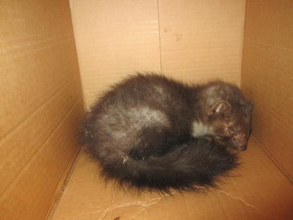 Fritte/Ilder fundet ved Stepping, Christiansfeld