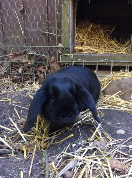 Nogen der ved om han er en fransk vædder?:)