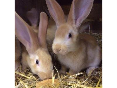 Hvornår? Hvilken alder??