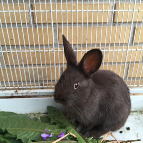 Er det en hare eller kanin????