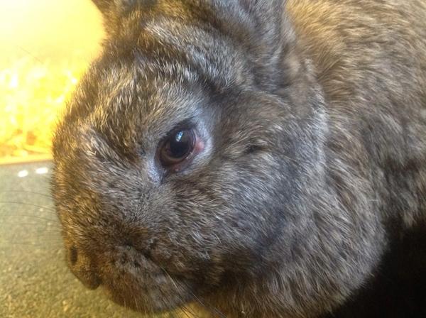 Knop under venstre øje?