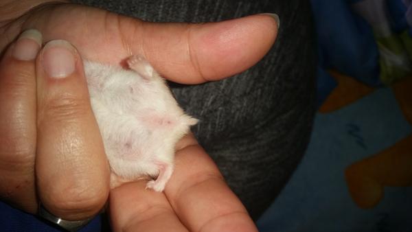 Hvad køn er disse 3 hamster 