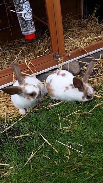 Hvornår kan kaniner lave unger?