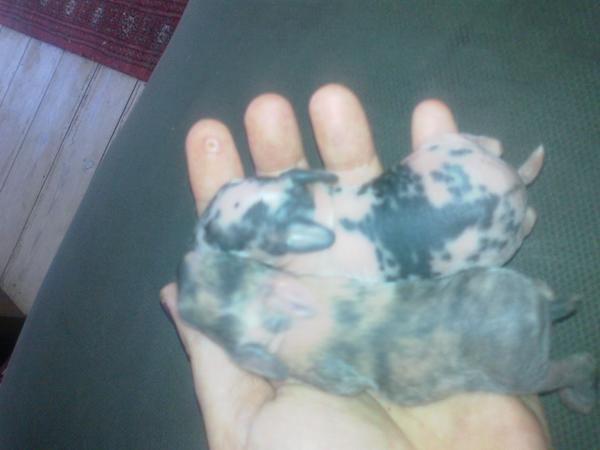 Kappe eller schecke?