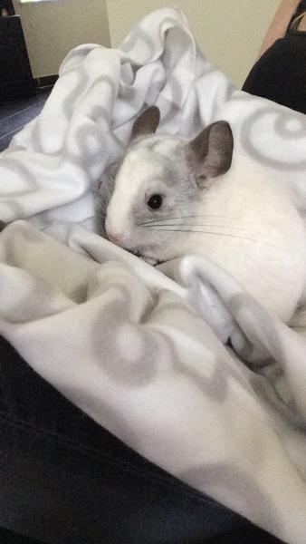 Chinchilla