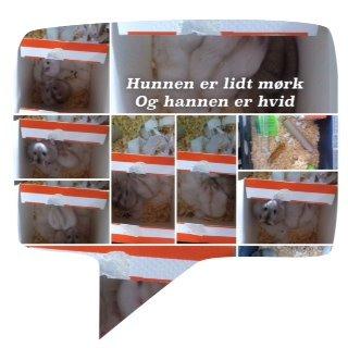 Kan nogen hjælpe (hamster "måske" gravid)