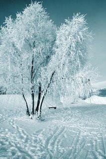 Må kaniner være i snevejr.