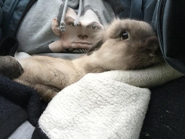 Snaks godbidder til kaniner