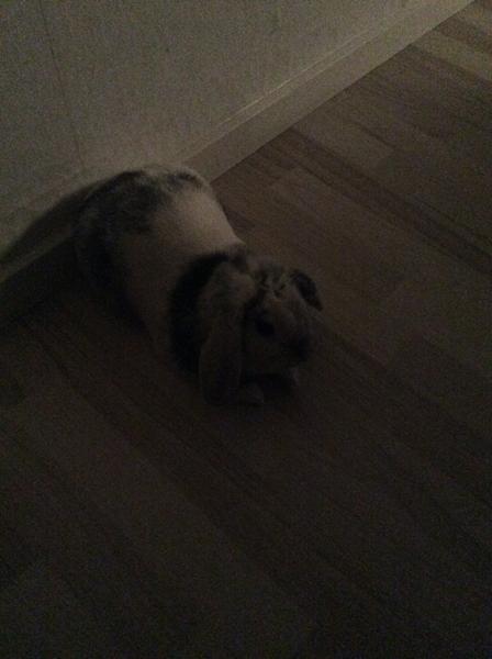 Hanner i parringstid?